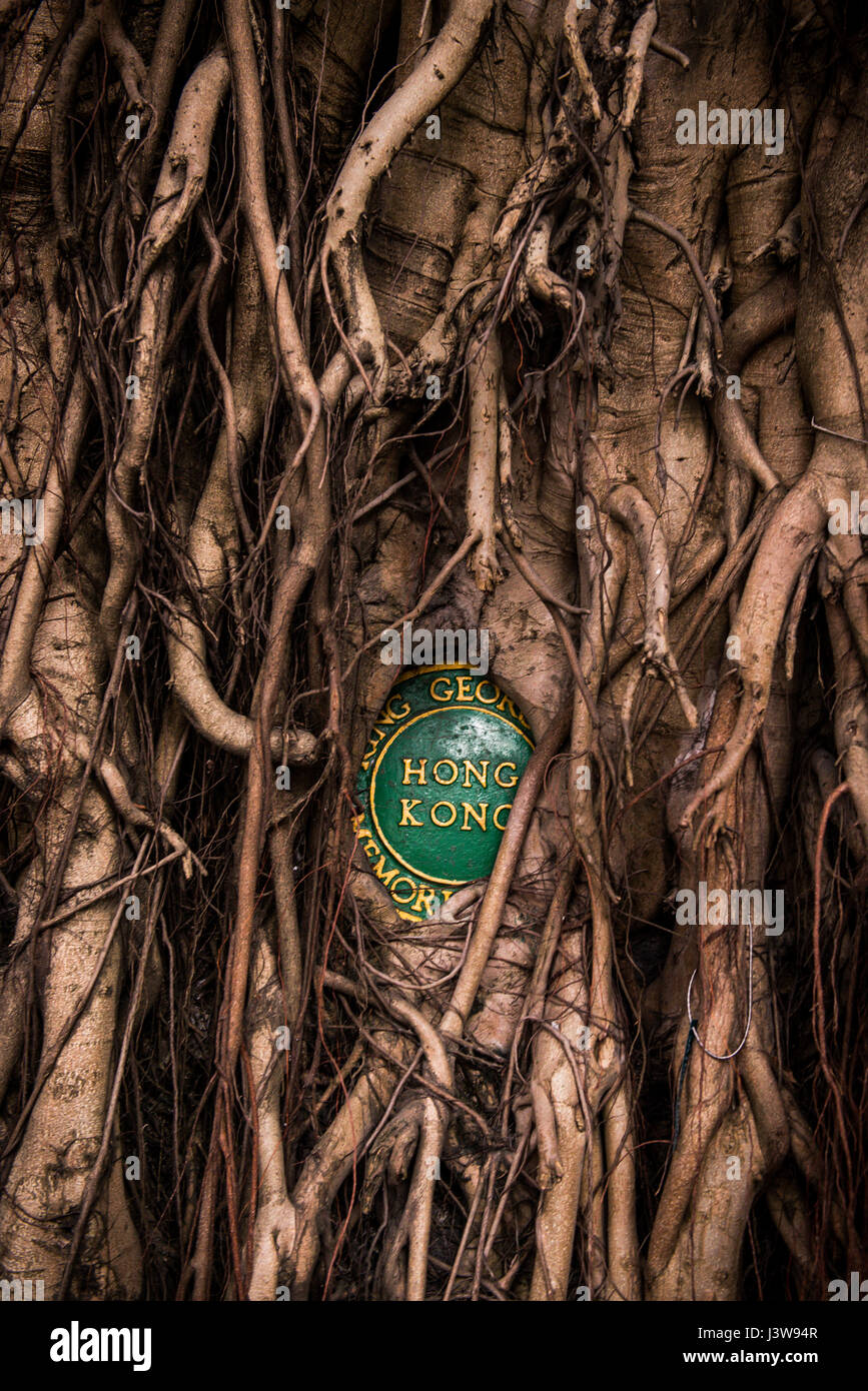 Banyan Tree Hong Kong High Resolution Stock Photography and Images - Alamy