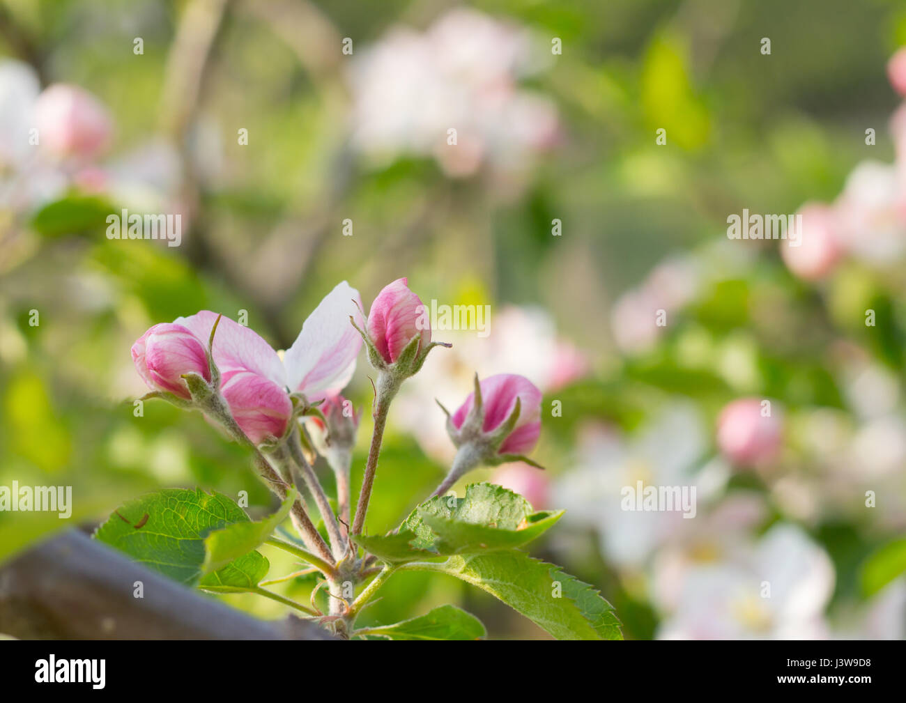 spring tree flower buds Stock Photo