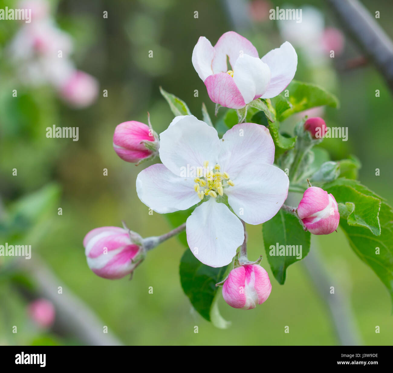 apple tree blossom flower closeup Stock Photo