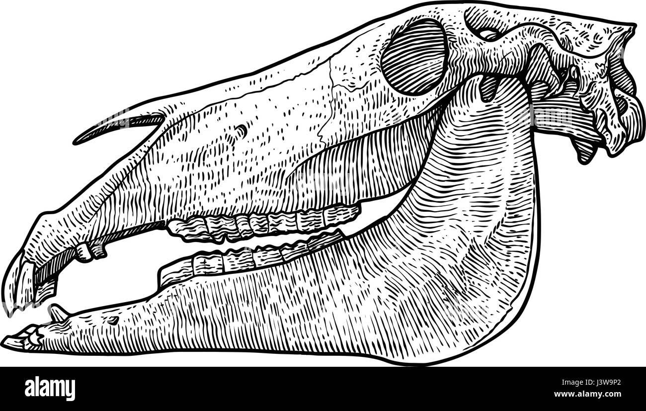 Horse skull illustration, drawing, engraving, ink, line art, vector Stock Vector