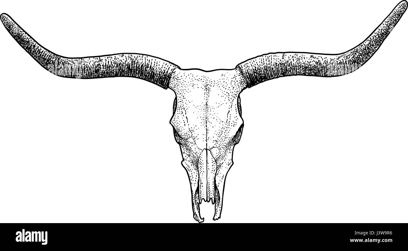 Bull skull illustration, drawing, engraving, ink, line art, vector Stock Vector