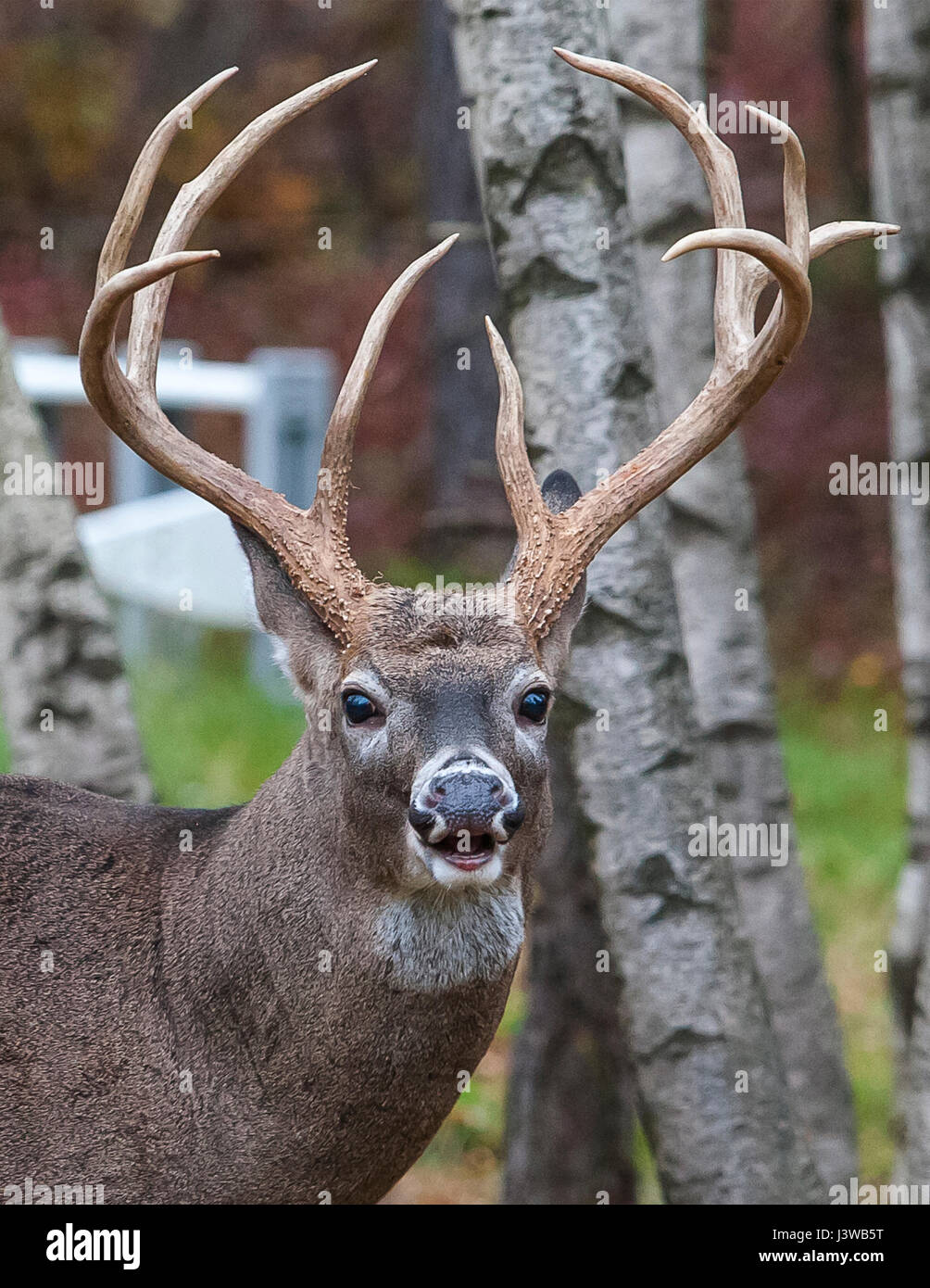 Portrait Large 10 Point Deer Whitetail Stock Photo