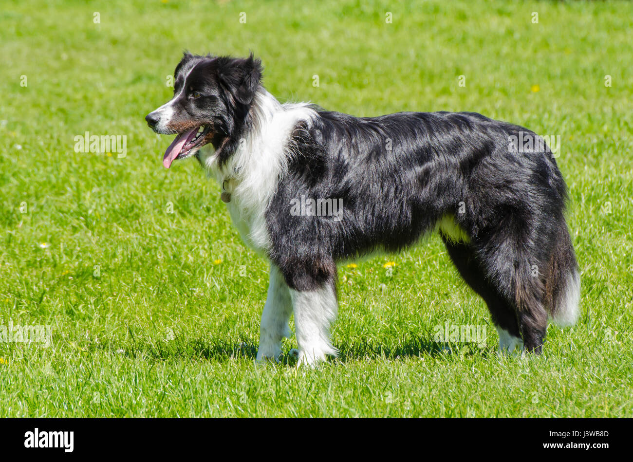 Side view of a male black and white Border Collie dog standing proud with mouth open. Stock Photo