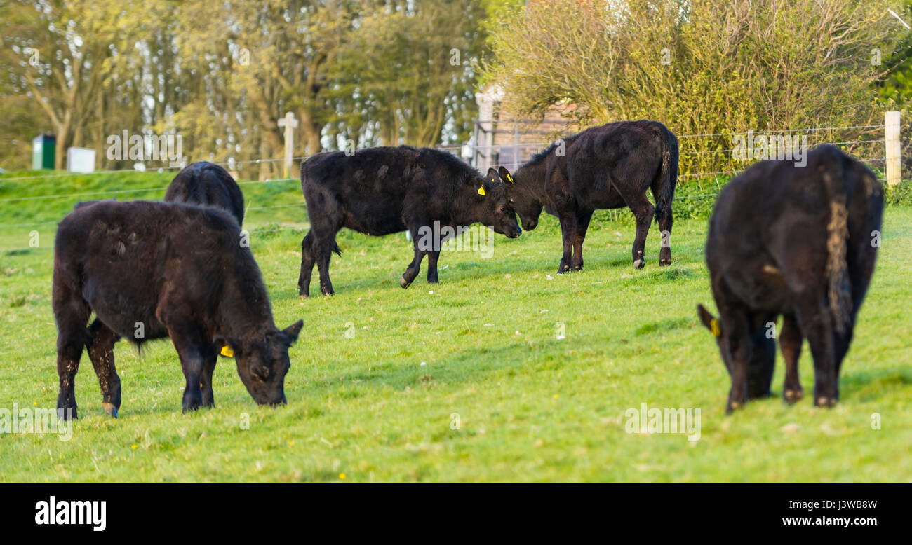 A pair of cows in a field butting heads. Angry concept, arguing concept, combat concept. Stock Photo