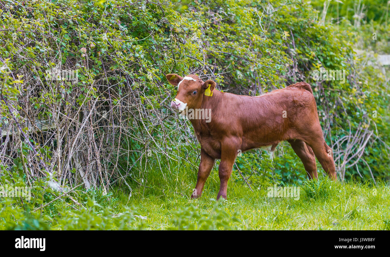 Small Brown Calf Standing In A Field Stock Photo - Alamy