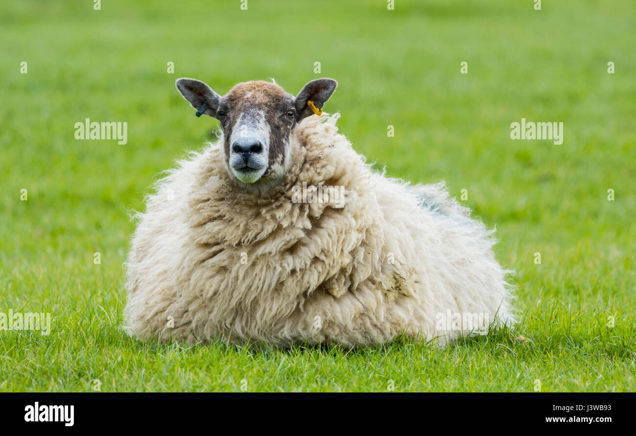 Sheep (Ovis Aries) sitting on grass relaxing in a field in the south of the UK. Stock Photo