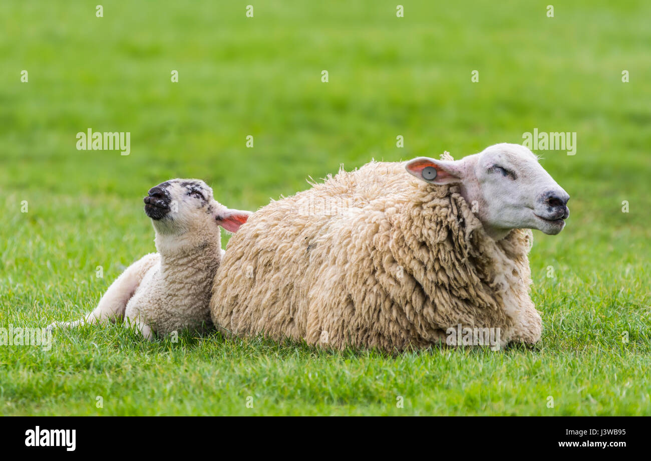 A sheep and lamb (Ovis Aries) in a field dozing looking like they're praying. Stock Photo