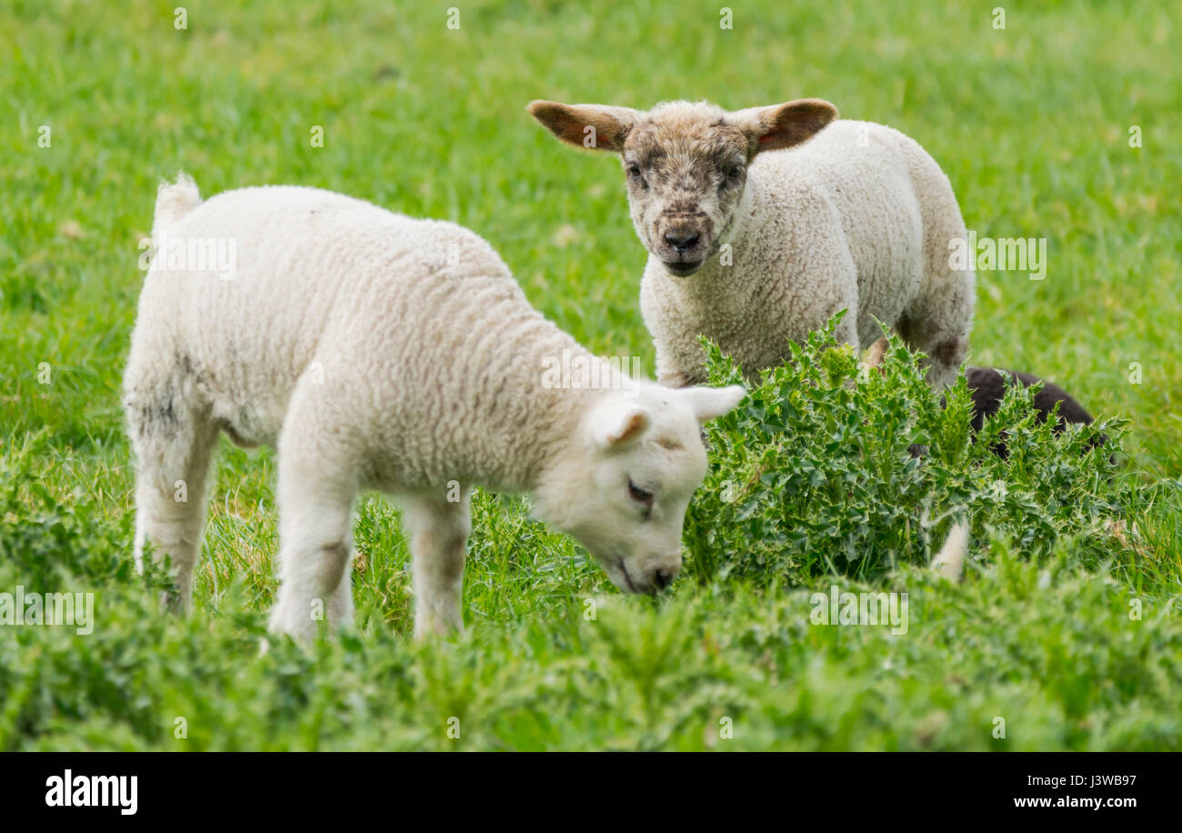 Pair of white lambs together on grass in a field. Stock Photo