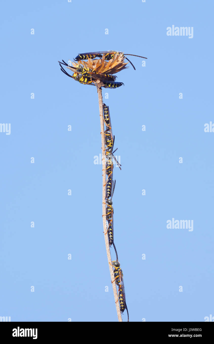 Male Thynnid Wasps (Myzinum sp.) roost on coastal plain honeycombhead (Balduina angustifolia). Stock Photo