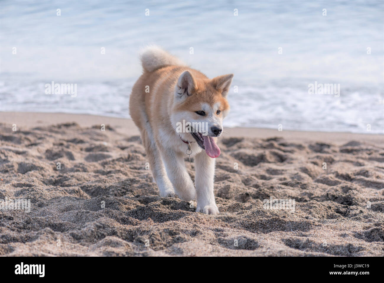 Japanese Akita Inu Dog Stock Photo - Alamy