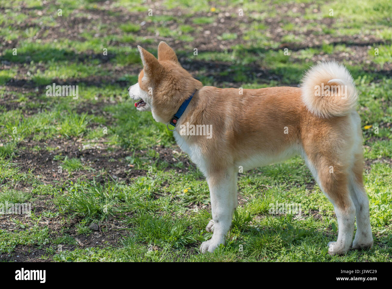 Japanese Akita Inu Dog Stock Photo - Alamy