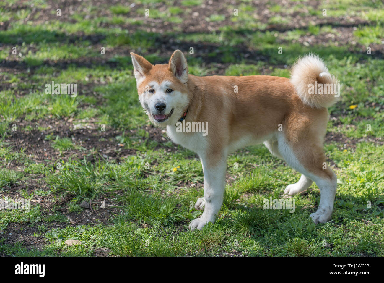 Japanese Akita Inu Dog Stock Photo - Alamy