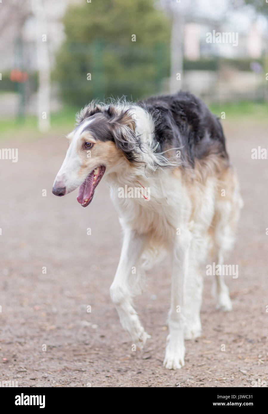 Russian borzoi dog Stock Photo