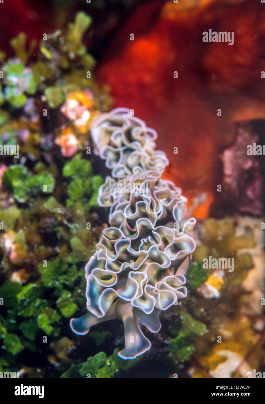 Elysia crispata, common name the lettuce sea slug, is a large and colorful species of sea slug, Stock Photo
