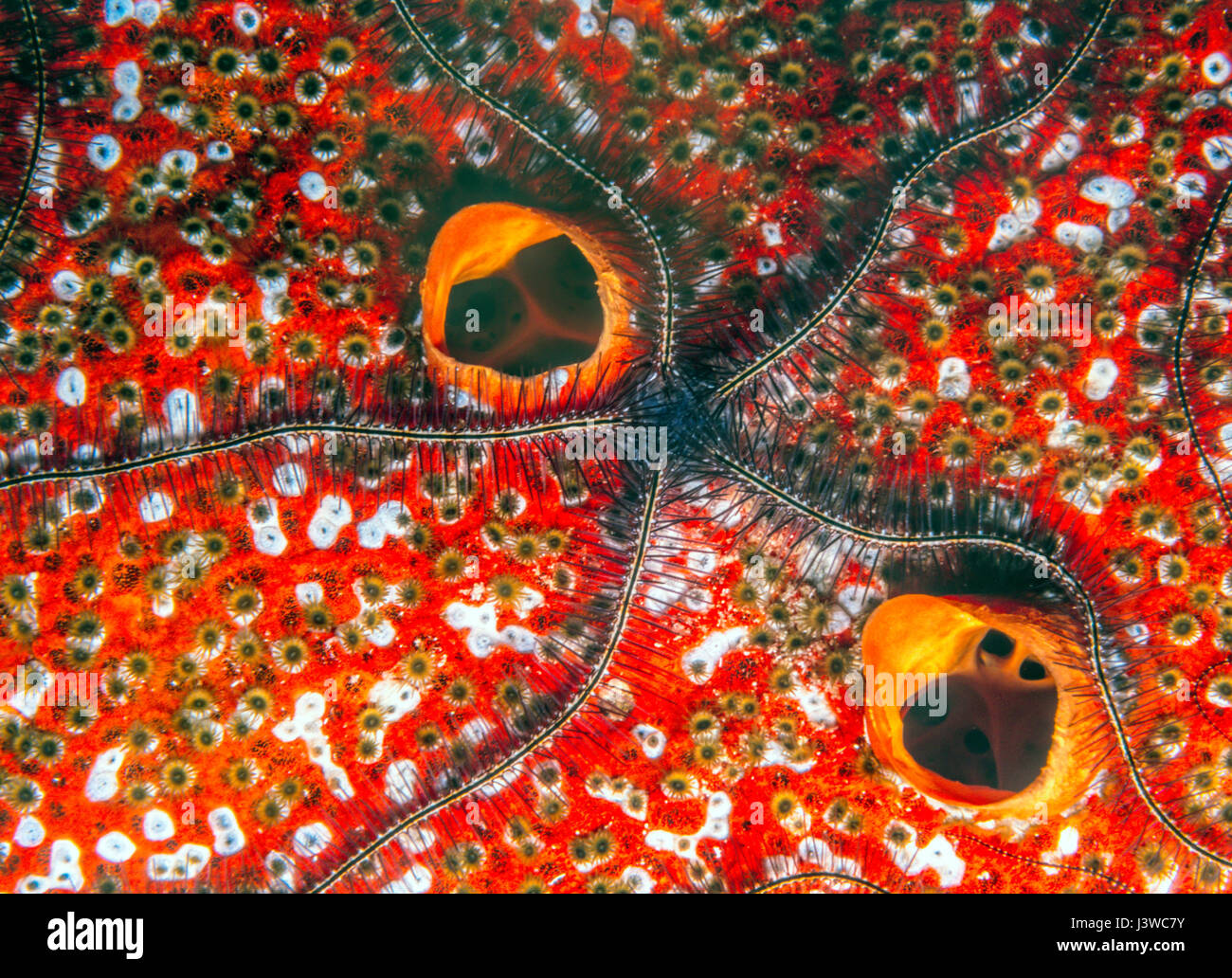 Ophiothrix suensoni, Suenson's brittle star or the sponge brittle star, marine invertebr order Ophiurida Stock Photo