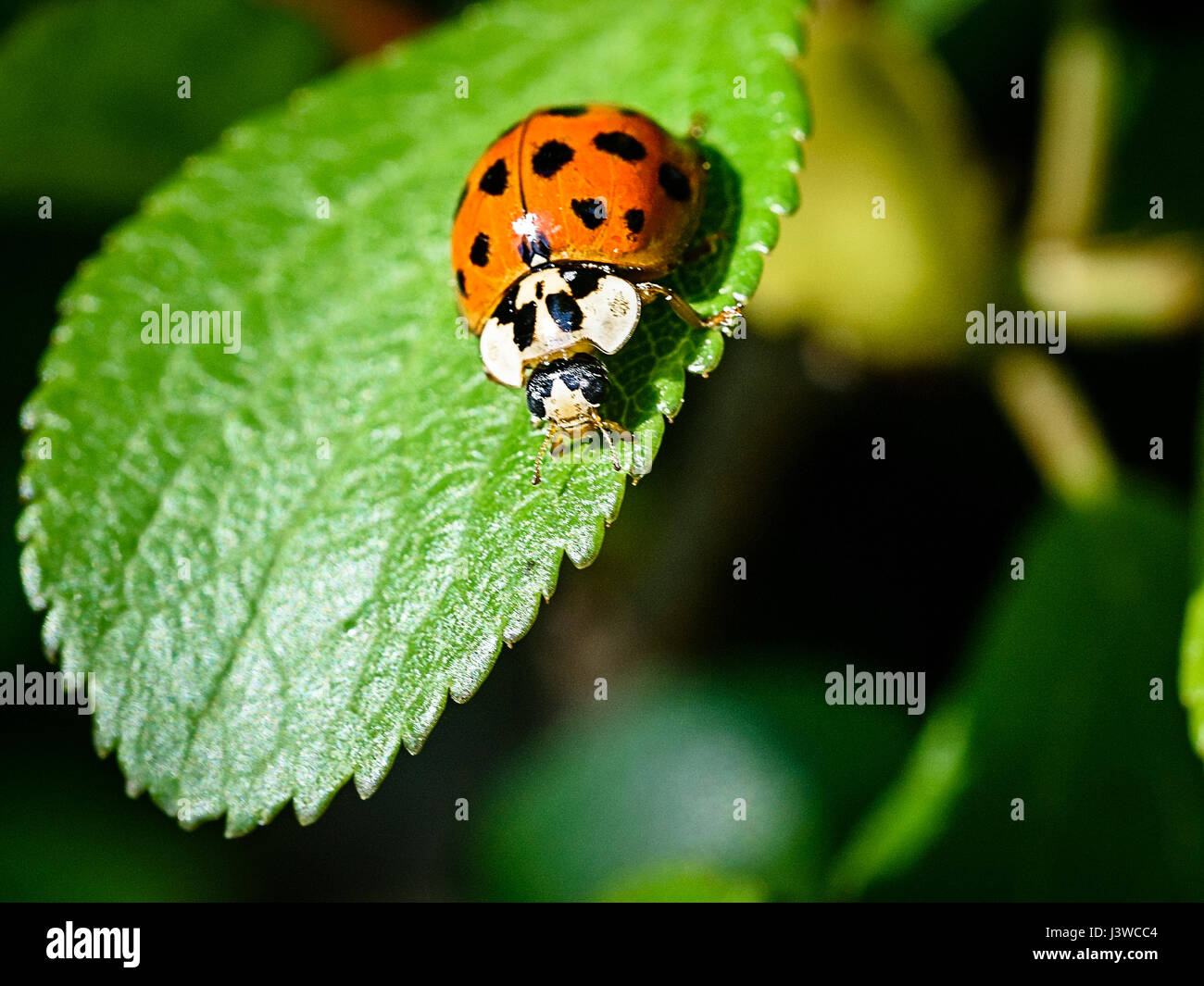 Harlequin Ladybird - macro pictures Stock Photo