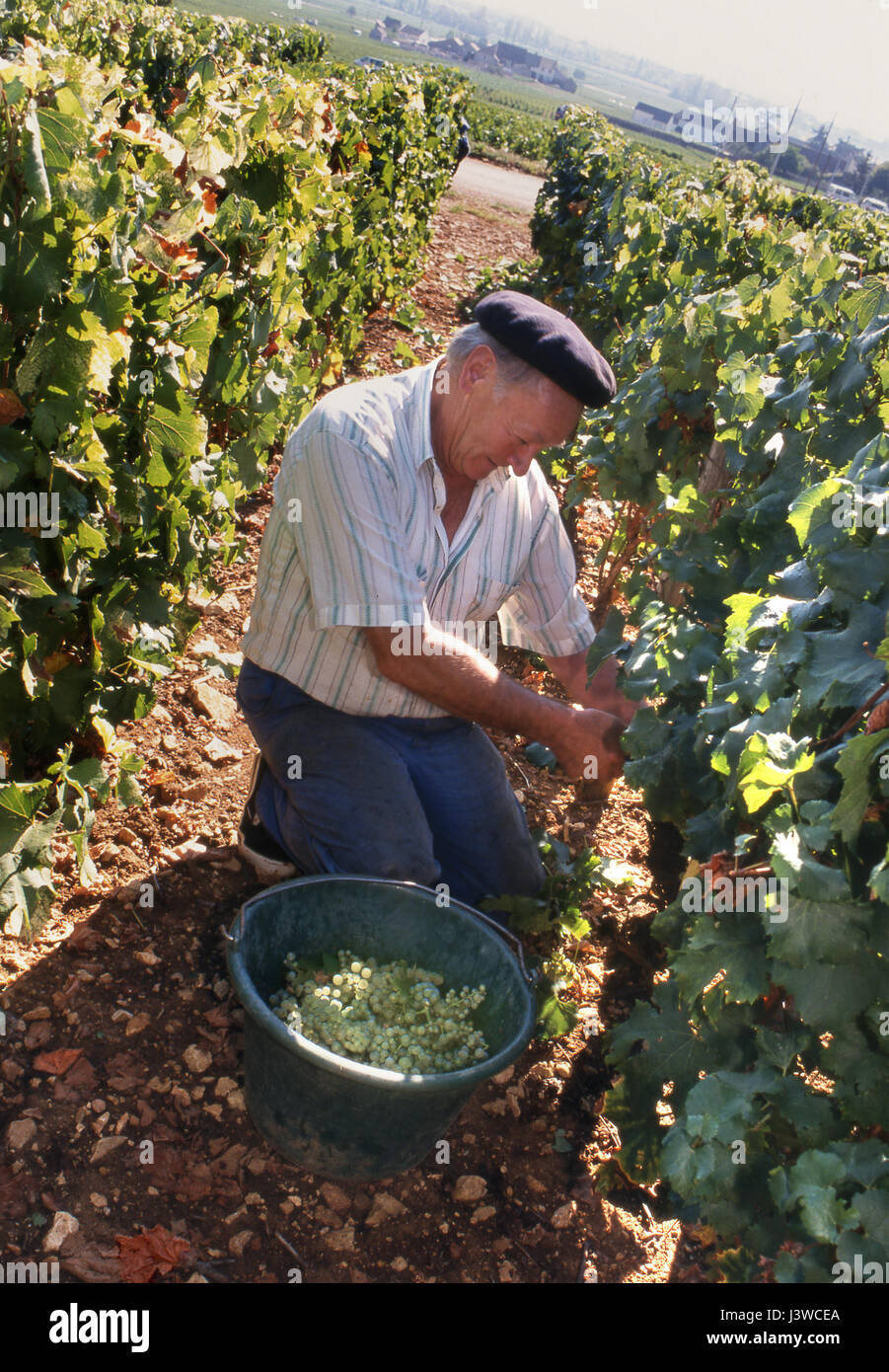 CHARACTER FRENCH GRAPE HARVEST Monsieur Bibi with beret in Blanchot-Dessous vineyard of Michel Colin-Deleger, Chassagne-Montrachet, Côte d'Or, France. Stock Photo