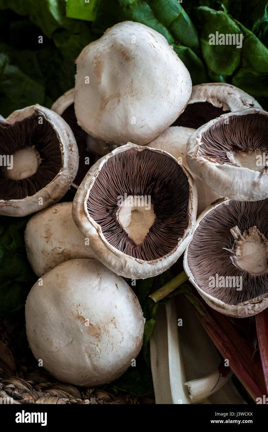 A closeup view of field mushrooms Agaricus campestris Fungi Gilled mushroom Meadow mushroom Edible Food Stock Photo