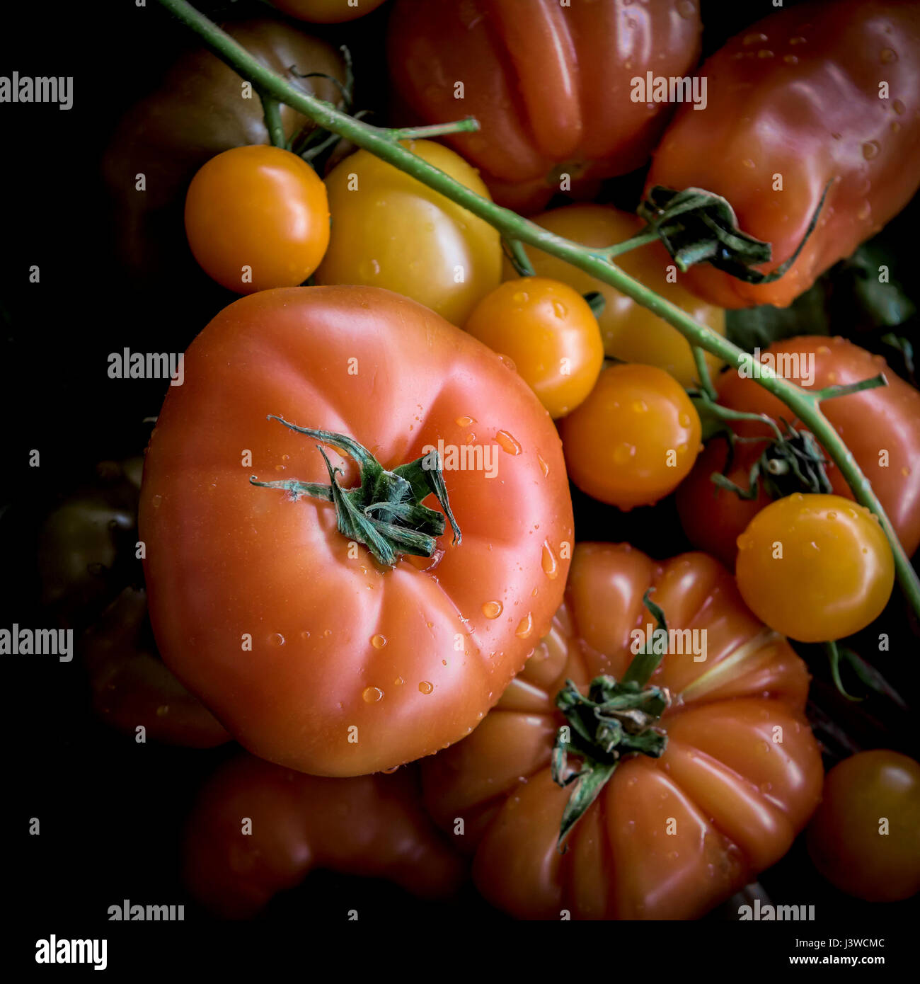 A closeup view of various types of tomatoes Fruit Food Ingredient Natural food Stock Photo