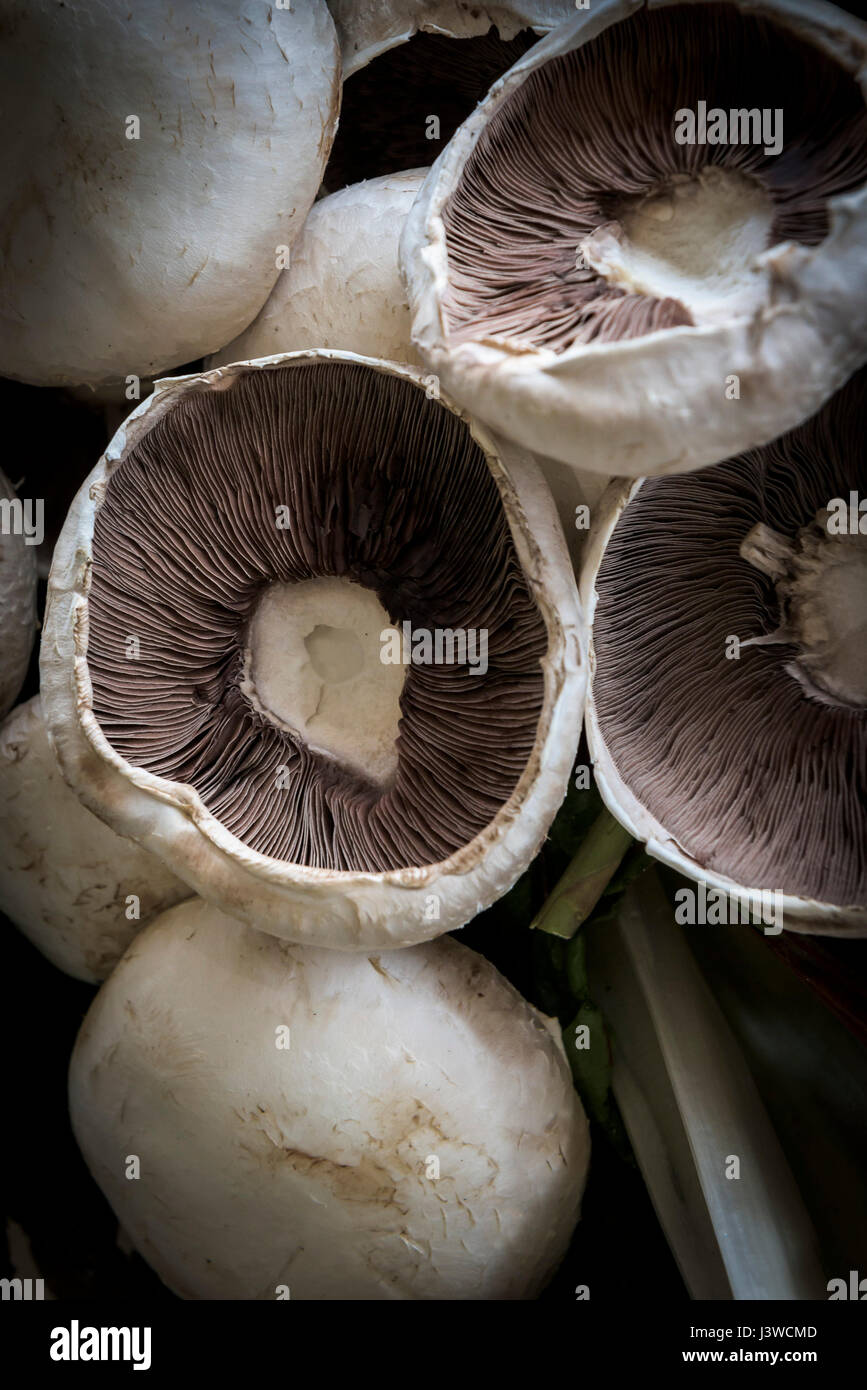 A closeup view of field mushrooms Agaricus campestris Fungi Gilled