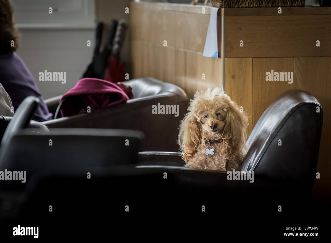 A dog falling asleep on a chair in a cafe Pet Cute Poodle Sleepy Animal Stock Photo