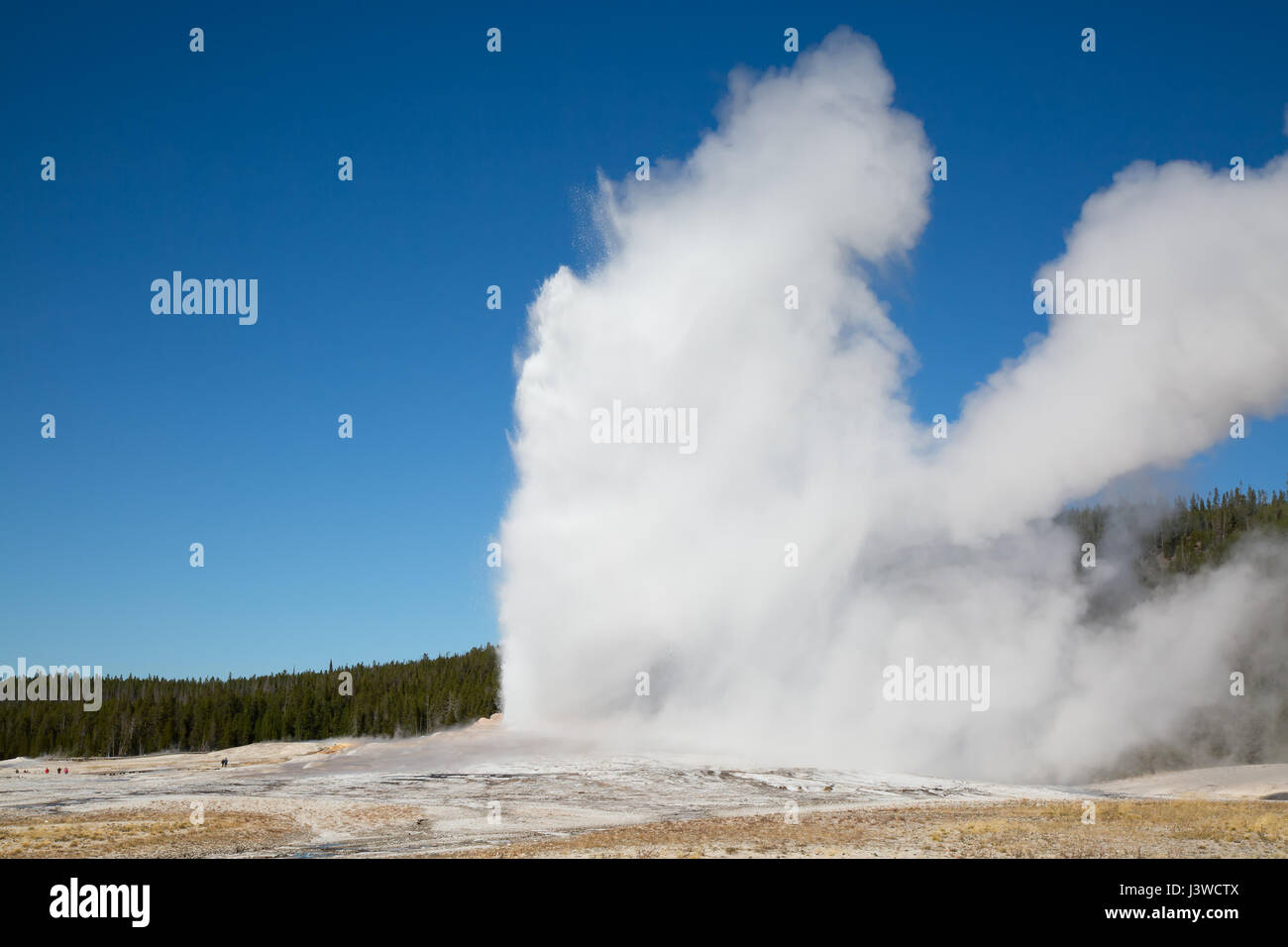 Old Faithful geyser eruption in the Yellowstone national park, USA ...