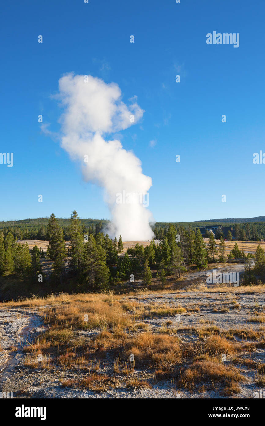 Old Faithful geyser eruption in the Yellowstone national park, USA ...