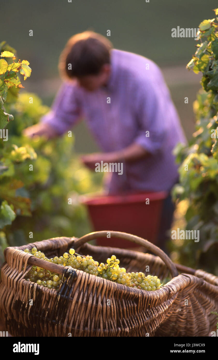 Chardonnay grapes, harvest vendanges by hand Grand Cru Corton Charlemagne, traditional Burgundian basket in foreground, Aloxe Corton Burgundy France Stock Photo