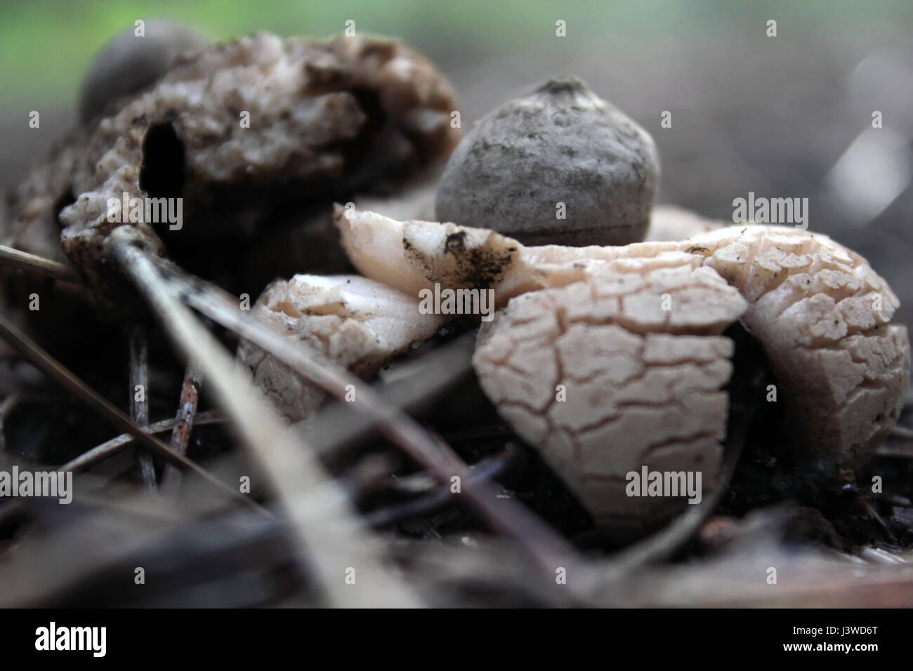 Earthstars mushroom in the ground Stock Photo