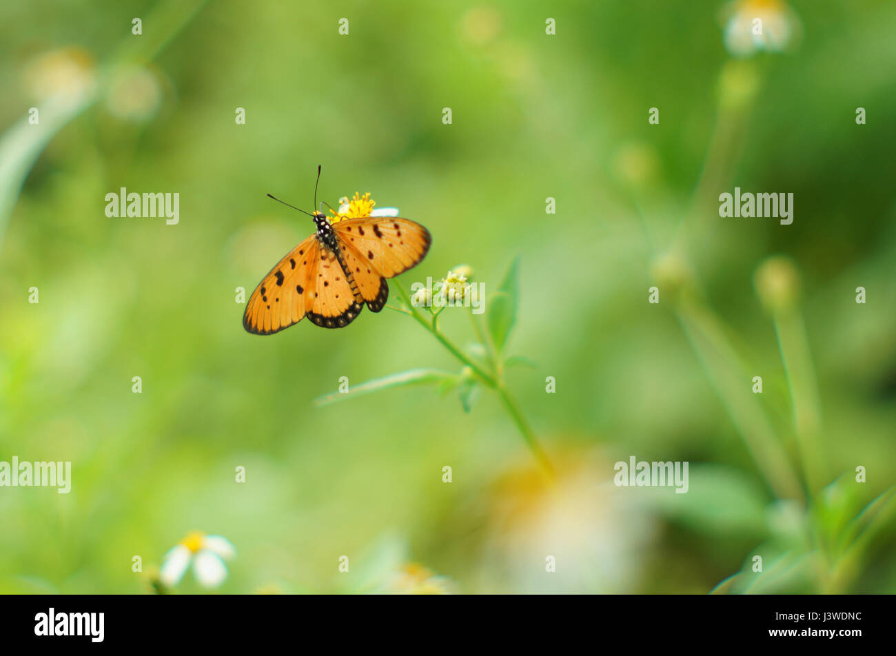 Butterflies Around The Fountain: Rio 2