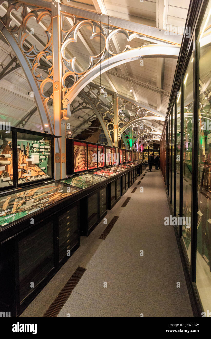 Pitt rivers hi-res stock photography and images - Alamy