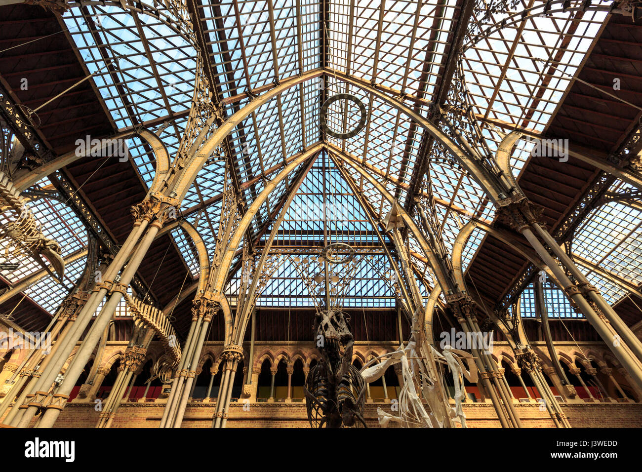 Interior exhibits and metal structure of the Natural History Museum, Oxford, England Stock Photo