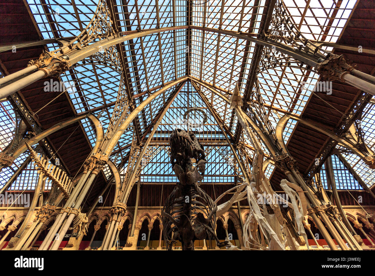 Interior exhibits and metal structure of the Natural History Museum, Oxford, England Stock Photo