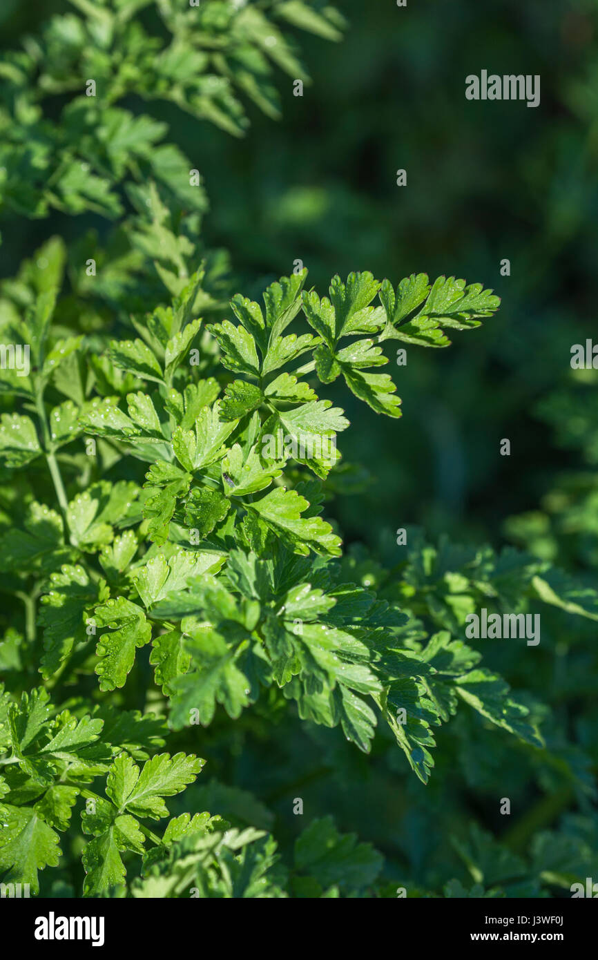 Hemlock water-dropwort / Oenanthe crocata. Young pre-flowering foliage. One of UK's most poisonous plants, the leaves of which look like parsley. Stock Photo