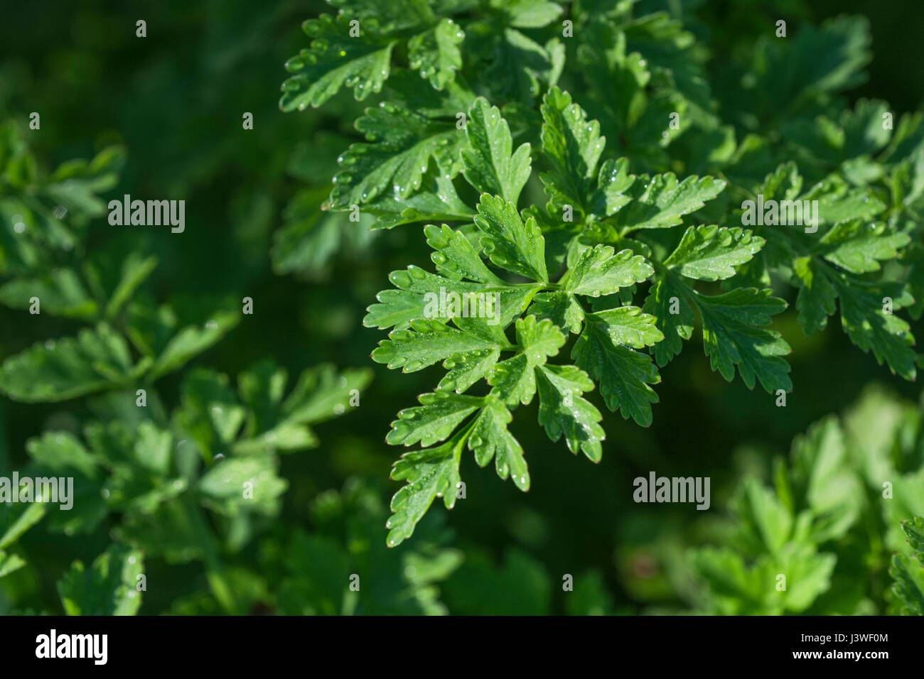 Hemlock water-dropwort / Oenanthe crocata. Young pre-flowering foliage. One of UK's most poisonous plants, the leaves of which look like parsley. Stock Photo