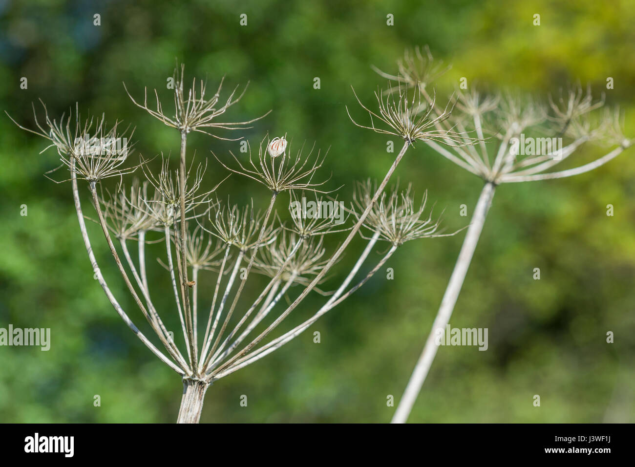 Skeleton of Hogweed / Cow Parsnip / Heracleum sphondylium flower cluster, with a single seed still attached. Cow parsley family. Stock Photo