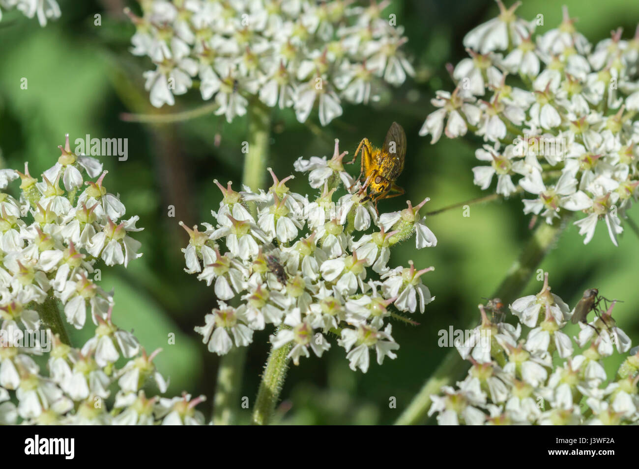 Hogweed flower cluster with Yellow Dung Fly / Scathophaga sterconia