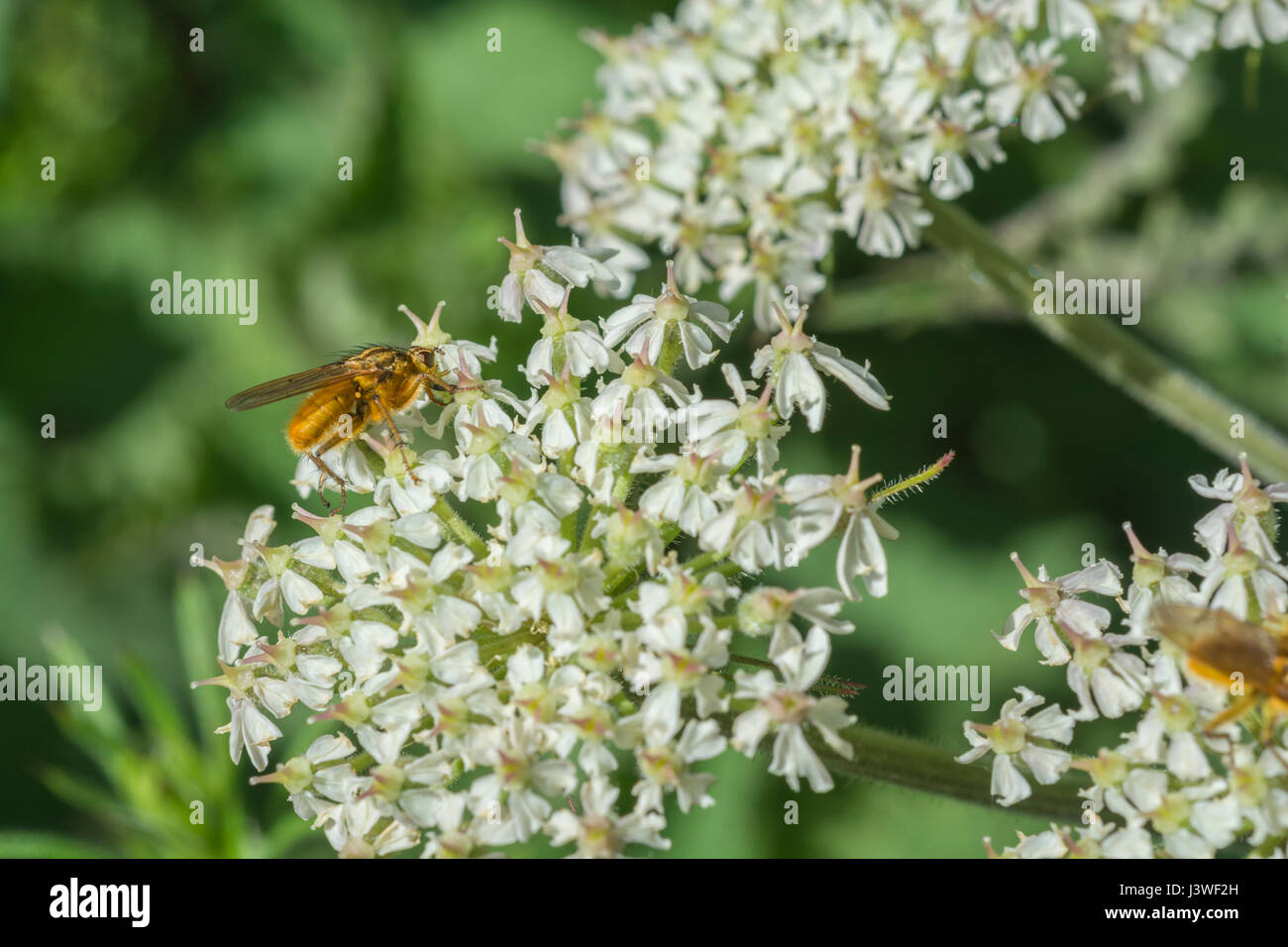 Hogweed / Cow Parsnip - Heracleum sphondylium - flower cluster with Yellow Dung Fly / Scathophaga sterconia feeding on nectar. Cow parsley family. Stock Photo