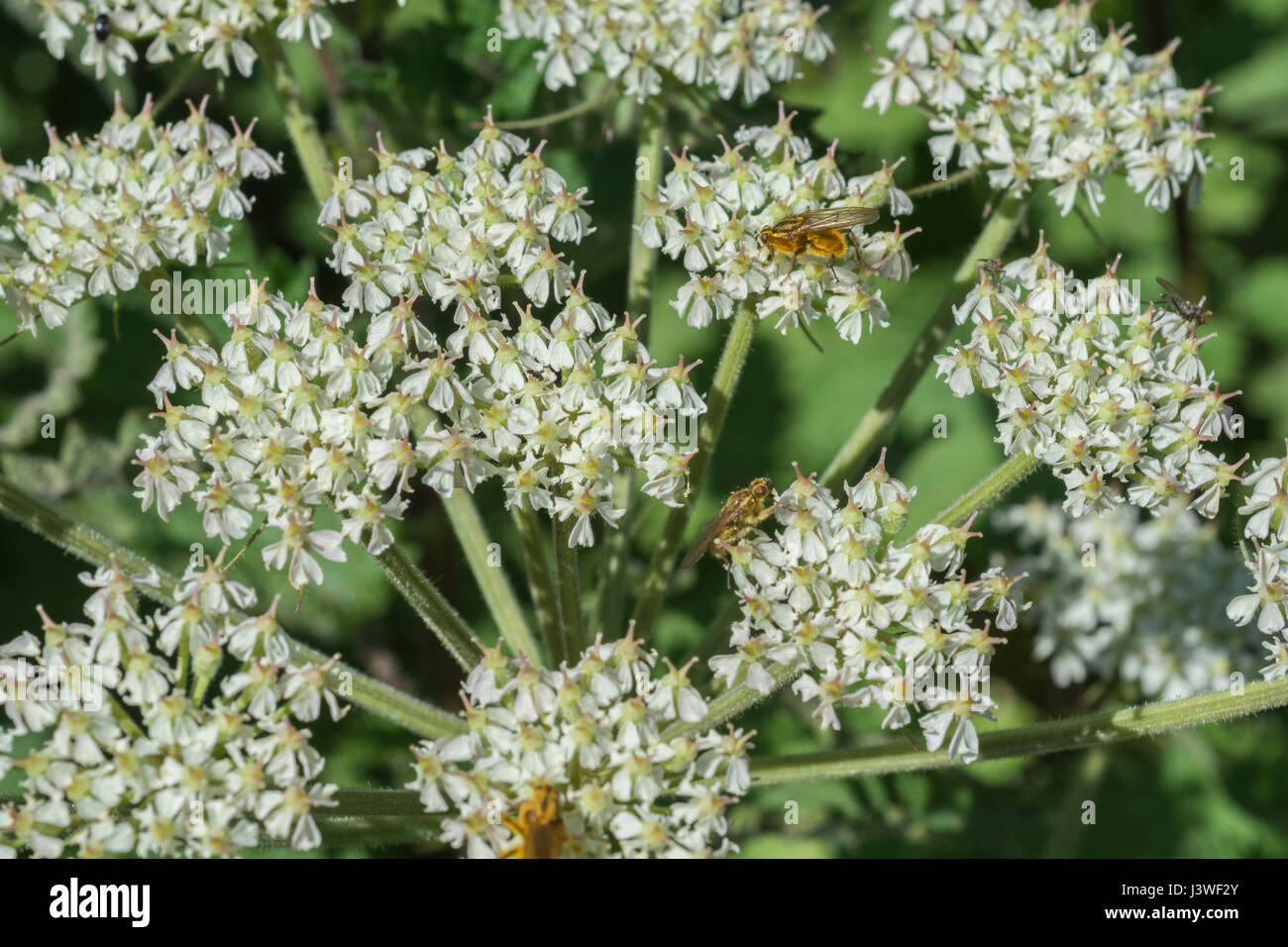 Hogweed / Cow Parsnip - Heracleum sphondylium - flower cluster with Yellow Dung Fly / Scathophaga sterconia feeding on nectar. Stock Photo