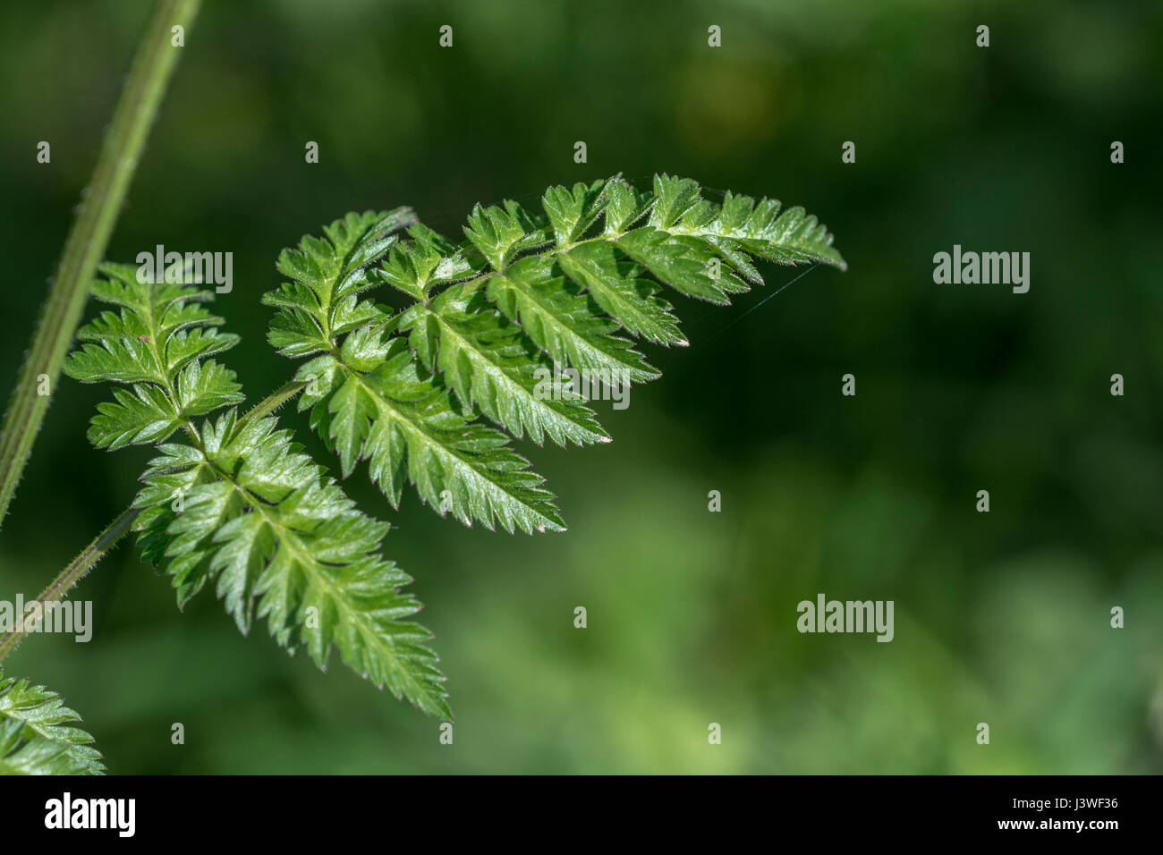 Persil sauvage hires stock photography and images Alamy