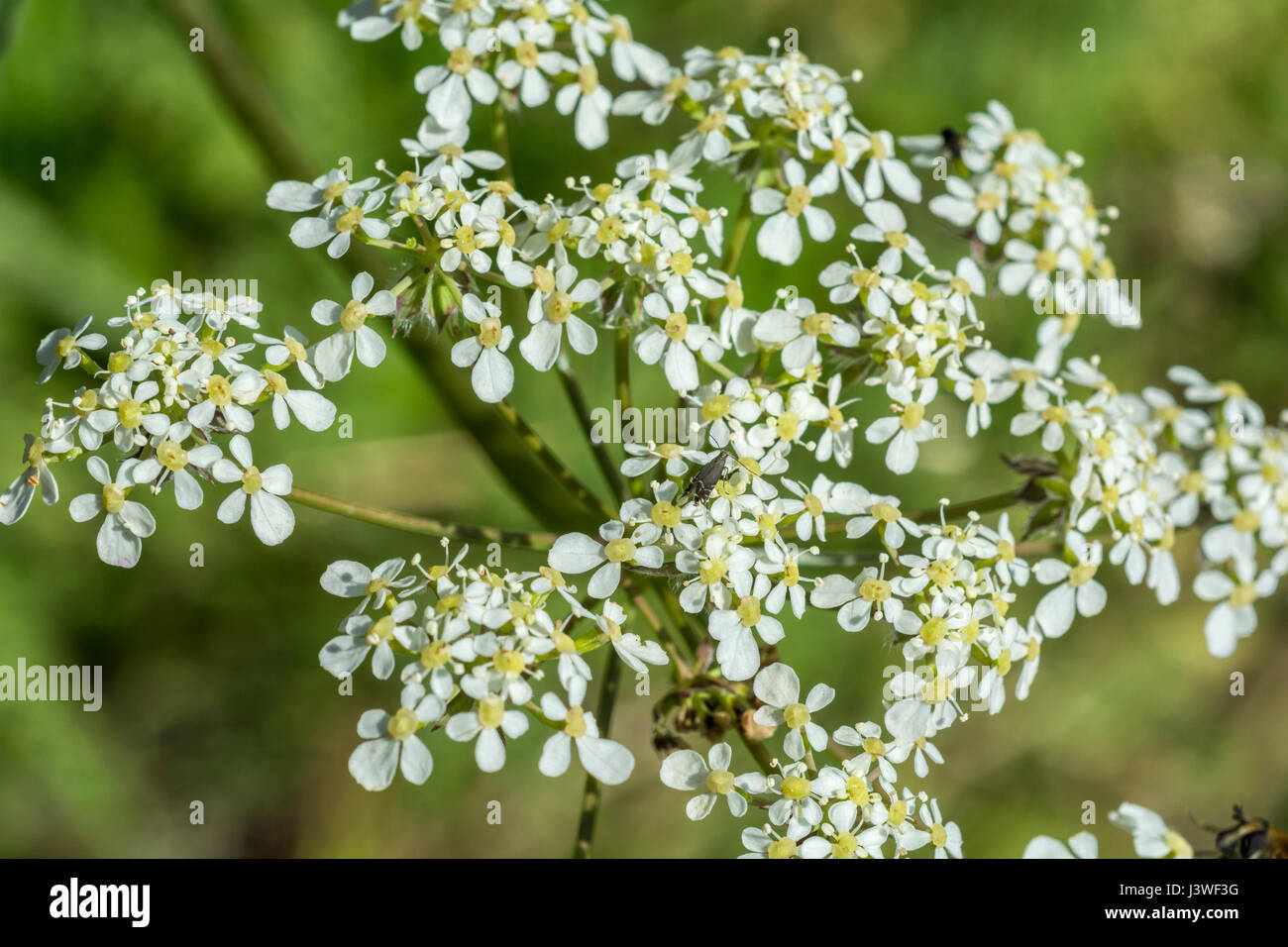 Cerfoglio selvatico hires stock photography and images Alamy