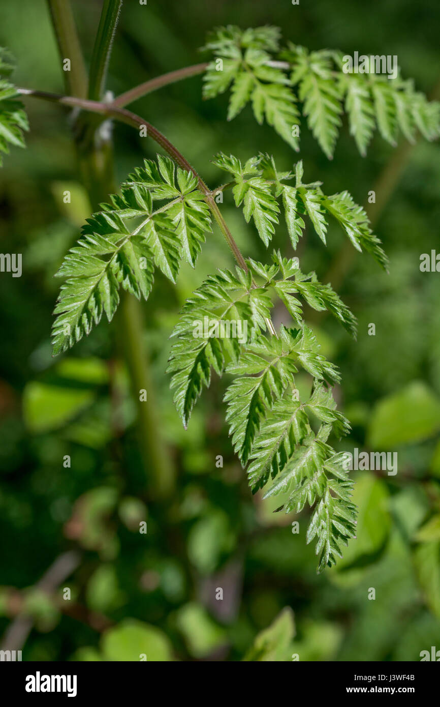 Anthrisque sauvage hires stock photography and images Alamy