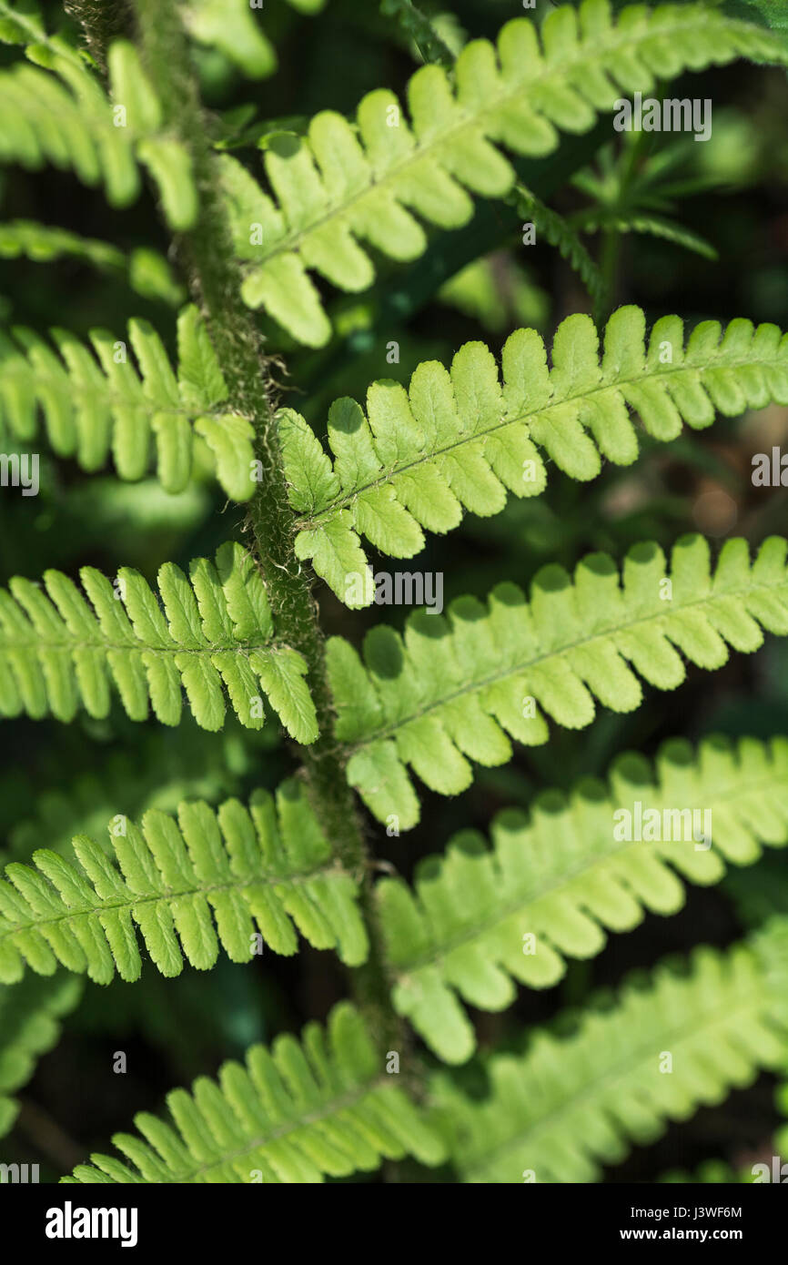 Example of Dryopteris filix-mas / Common Male Fern leaves. Fern leaf texture. Stock Photo