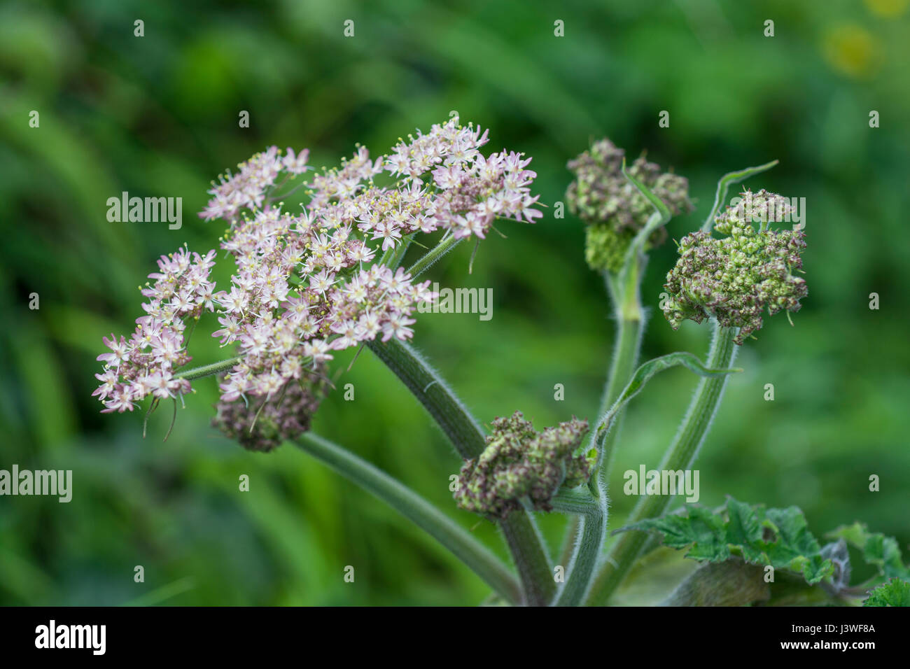 Hogweed / Cow Parsnip - Heracleum sphondylium - flower cluster and flower buds. The plant sap has a bad reputation for blistering skin. Stock Photo