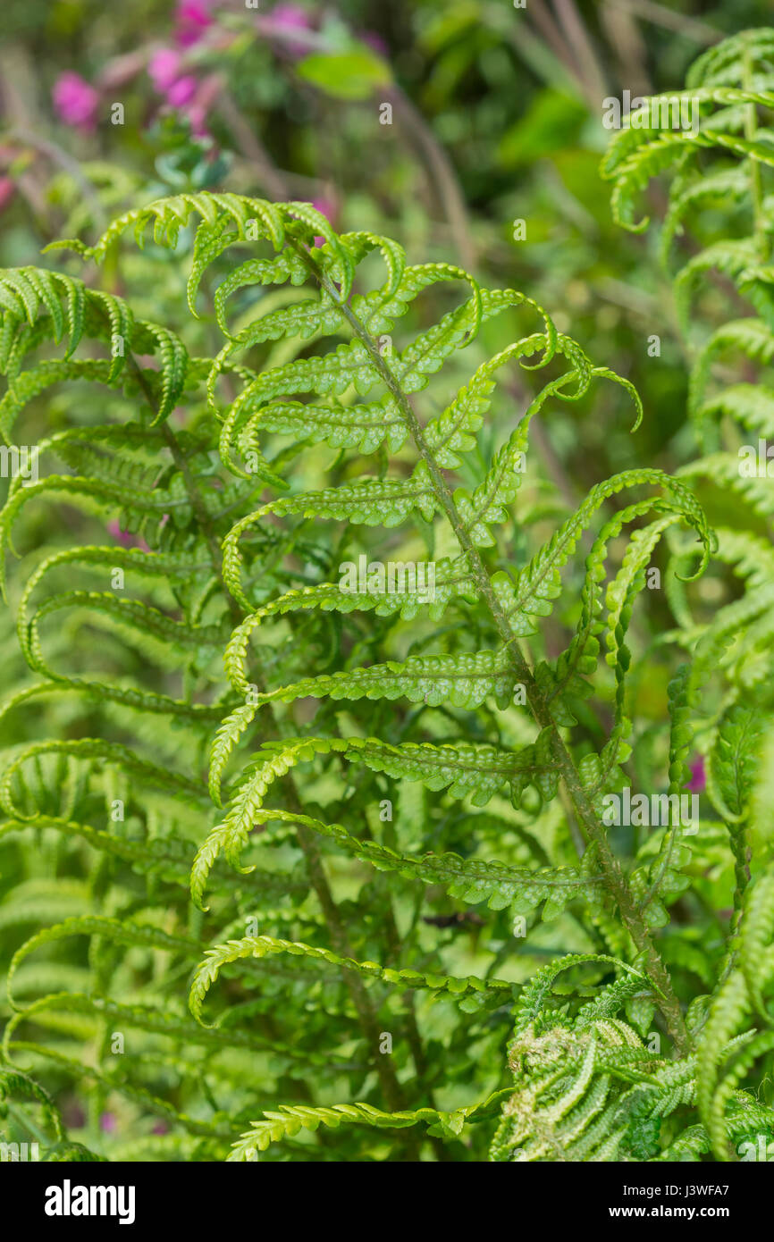 Example of Dryopteris filixmas / Common Male Fern leaves. Underside