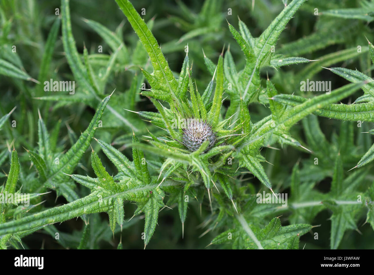 Flower bud and upper leaves of Spear Thistle / Bull Thistle / Cirsium vulgare. Possible metaphor for pain / painful / sharp. Stock Photo
