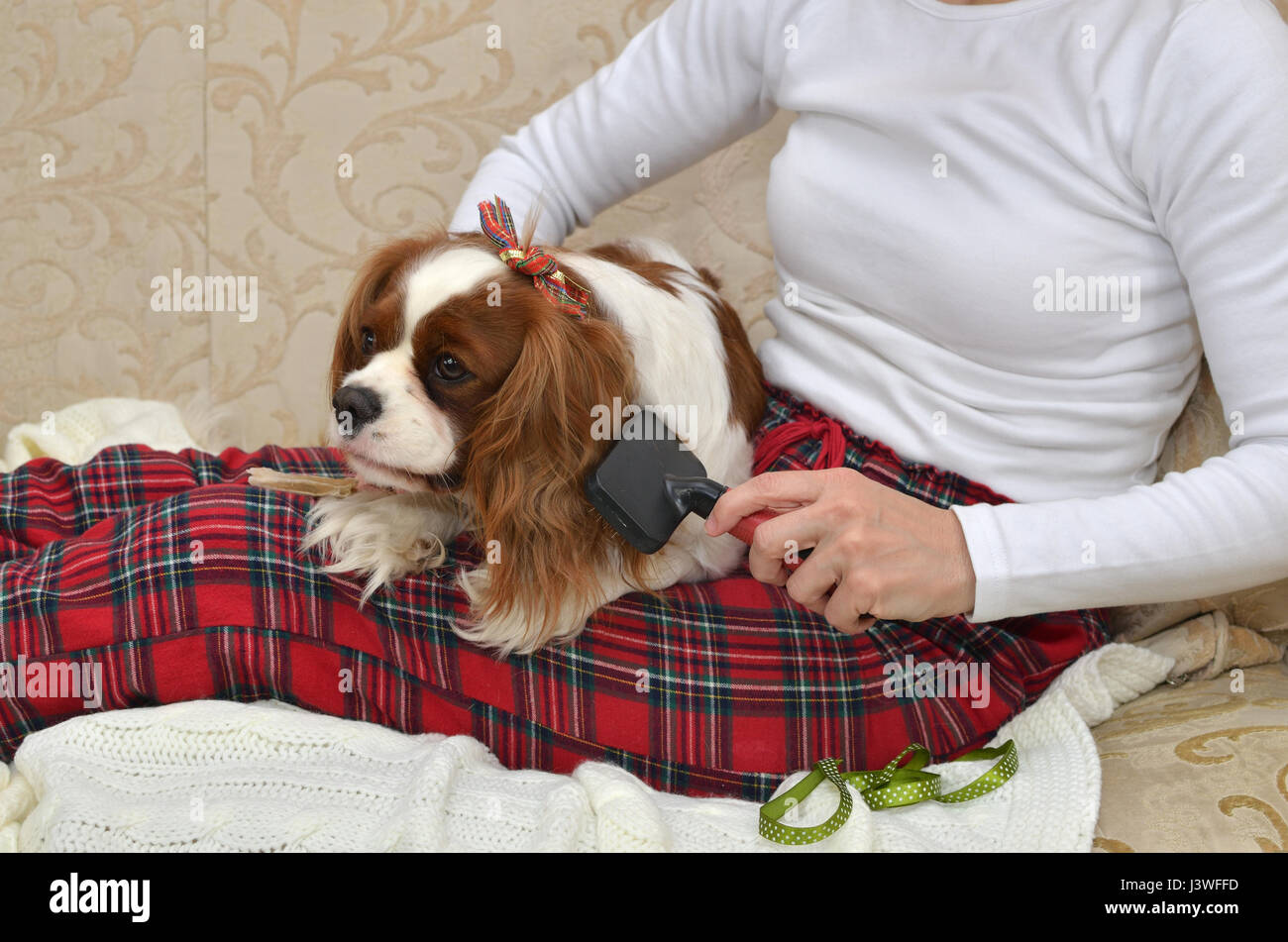 Cavalier king charles spaniel lap best sale dogs