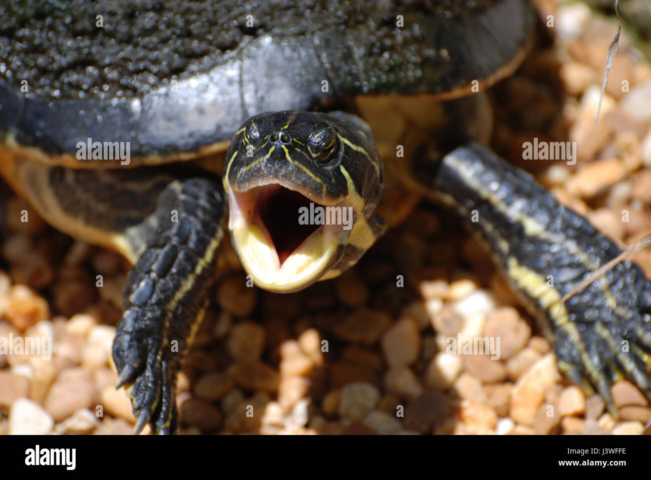 What Does The Inside Of A Turtle's Mouth Look Like Inside Turtle Mouth