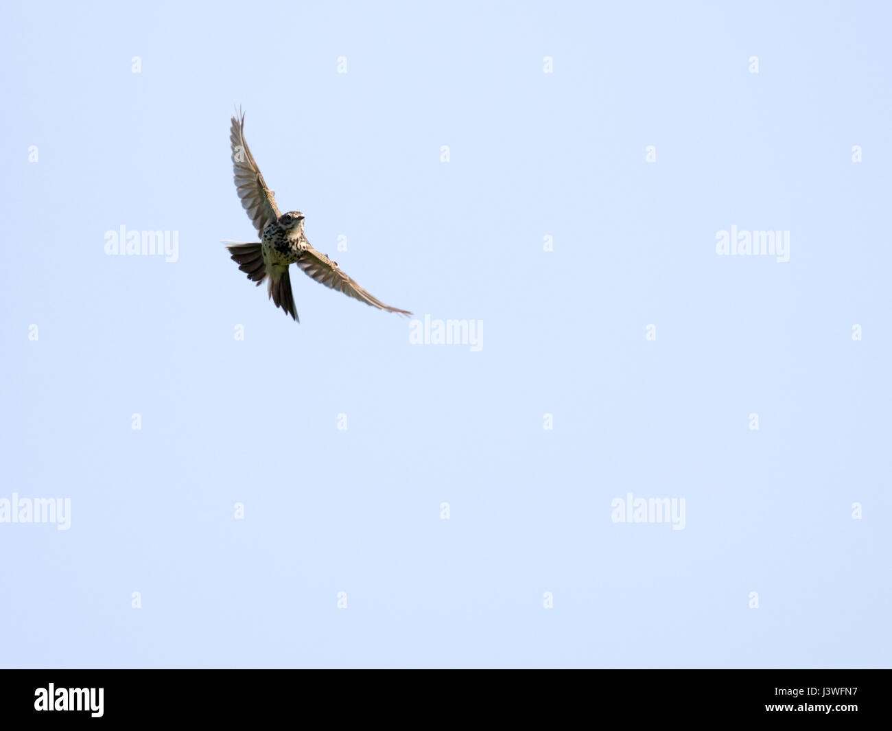 A Skylark (Alauda arvensis) in flight, Pembrokeshire Stock Photo