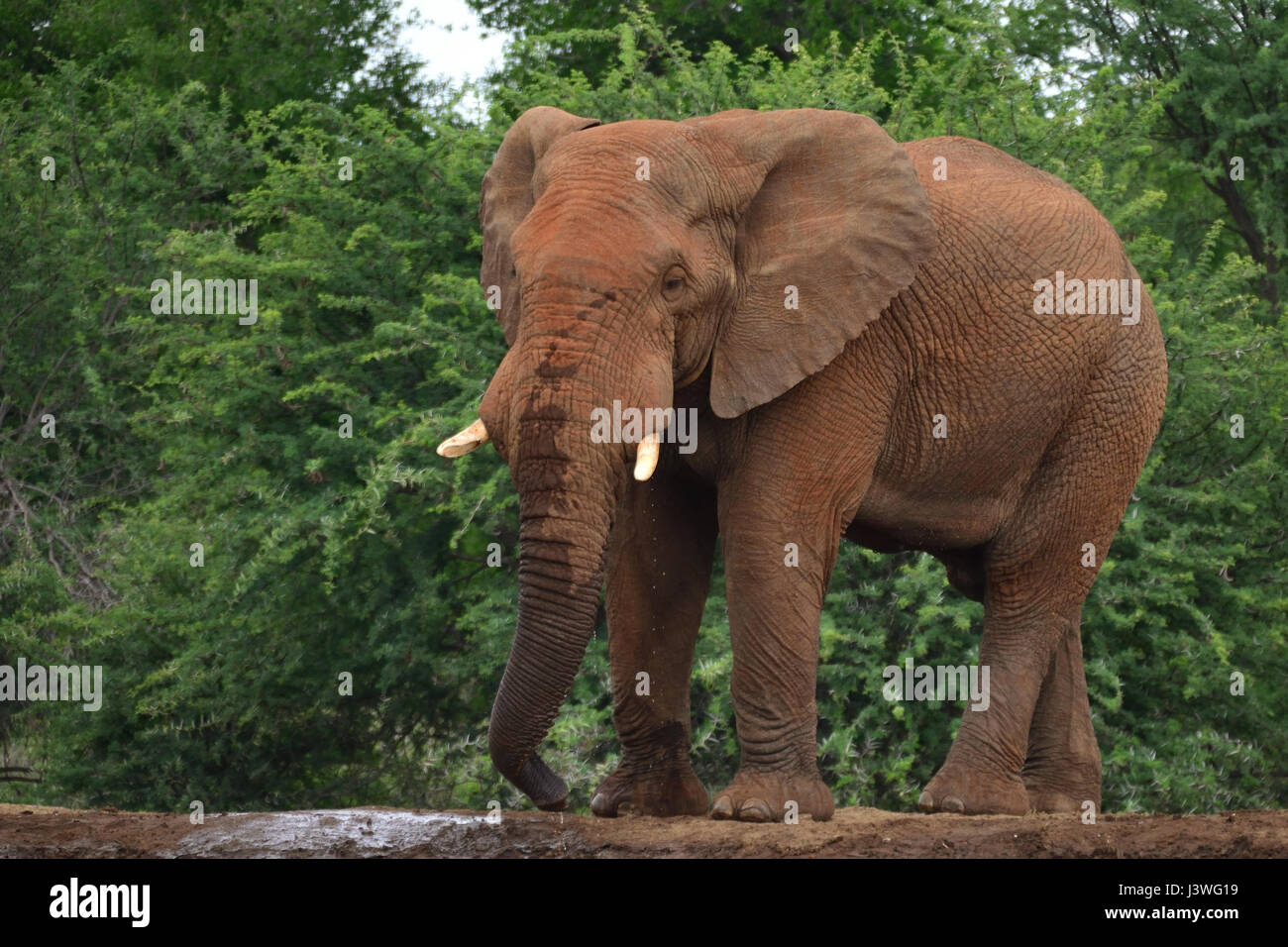 African Elephant Stock Photo